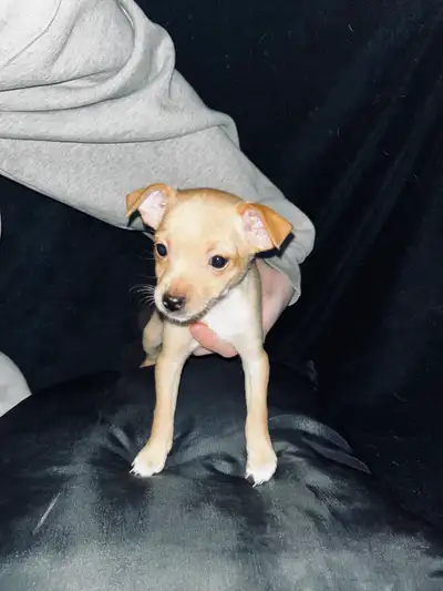 We have one female purebred deer head Chihuahua puppies born January 6th, ready for their forever ho...