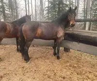Perch  Cross Mares,3 and 4 yrs old