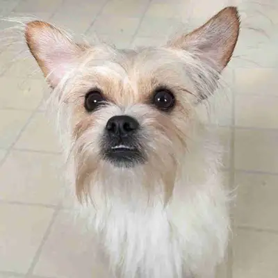 Year Old Shitzu Chihuahua, View more