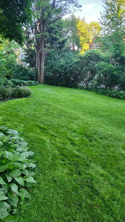grass cutting, View more