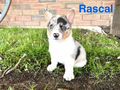 Cowboy Corgi Puppies, View more