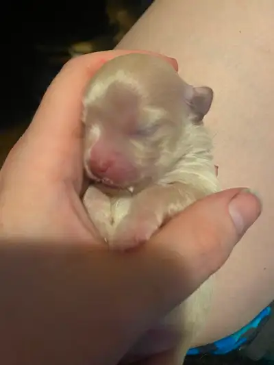 Pomchi puppies for sale!, View more