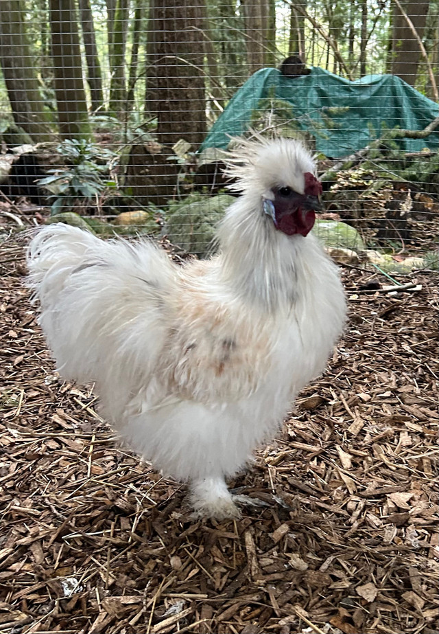 Silkie roosters in Livestock in Delta/Surrey/Langley - Image 4