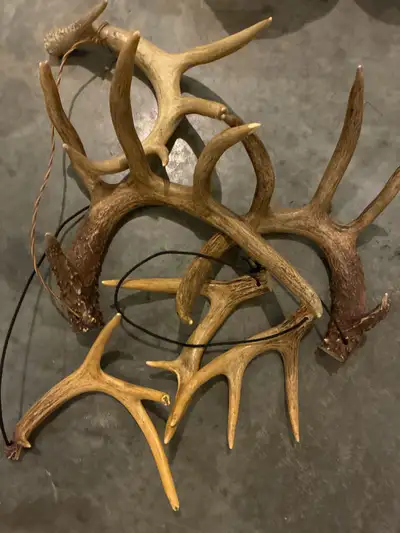 Deer Antler Collection, View more