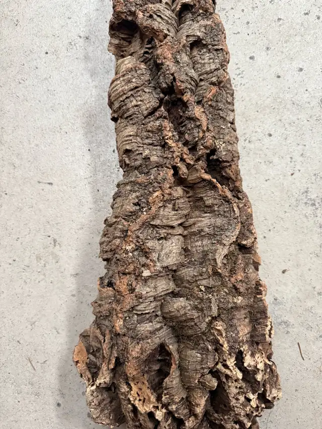 Écorce d’arbre 25 pouces de long par 9 et 5 pouces de largeur in Puerto Rico in Canada - Image 5