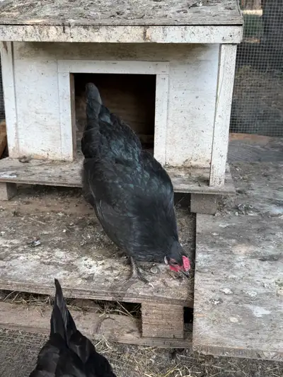 Black Australorp Chickens, View more