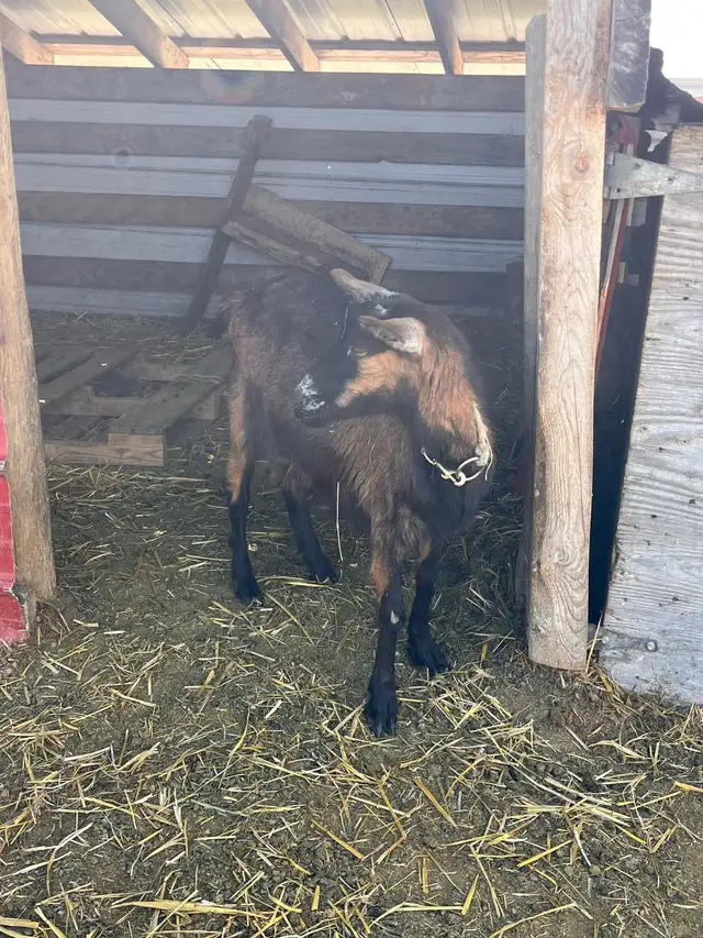 Alpine/Kiko Doe in Livestock in Vanderhoof - Image 3