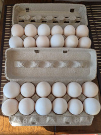 Fresh free ranged duck eggs 
