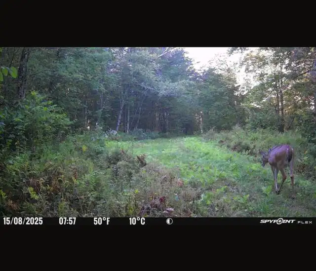 55 acres – Terre à bois à louer – Zone 4 – Cerfs et orignaux in Quebec in Canada - Image 3