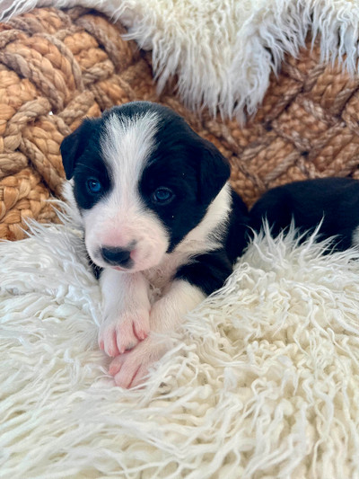 Border Collie puppies registered CBCA available June 10 2024