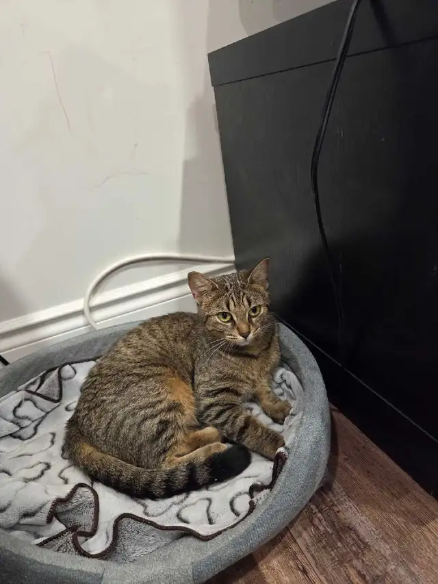 Beautiful Female cat for sale in Cats & Kittens for Rehoming in Kitchener / Waterloo - Image 2