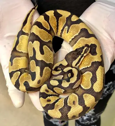 ball python / python royal , View more