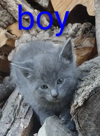 kittens for rehoming, View more