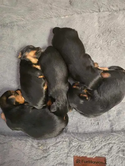 Yorkshire Terrier Puppies, View more