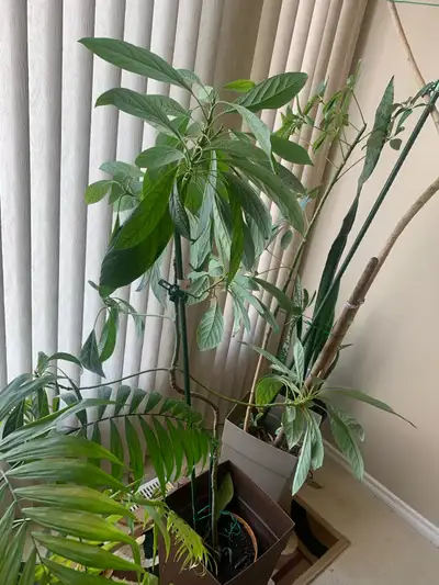 Avocado Plant- house plant, View more