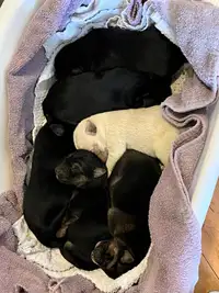 German Sheperd x Black Lab Puppies 