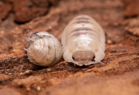 Armadillidium Isopods for sale