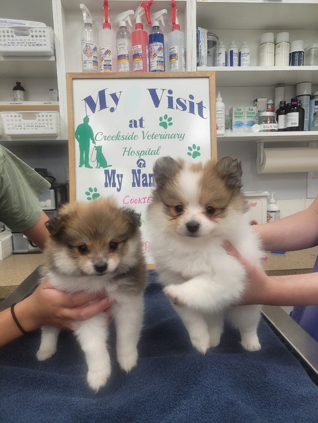 Pomeranian Dogs & Puppies for Rehoming Calgary Kijiji