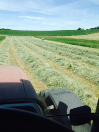 Horse Hay For Sale 4 x 4 Rounds $60