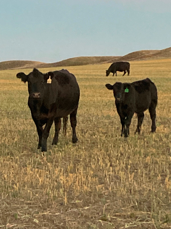 130 Black Angus Cow/calf Pairs in Livestock in Moose Jaw - Image 3