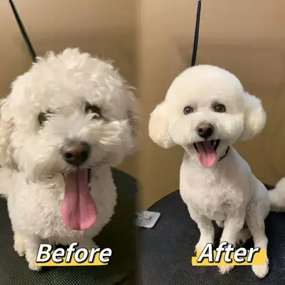 Pet grooming SW Edm, View more