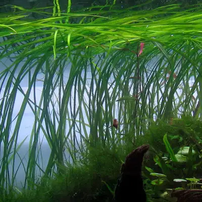 Vallisneria Aquarium Plant - "Eel Grass", View more