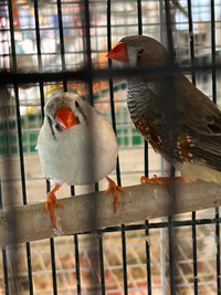 BEAUTIFUL ZEBRA FINCHES ON SPECIAL $10