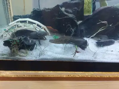 Wild type male axolotl, View more