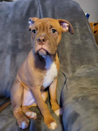 American bulldog puppies