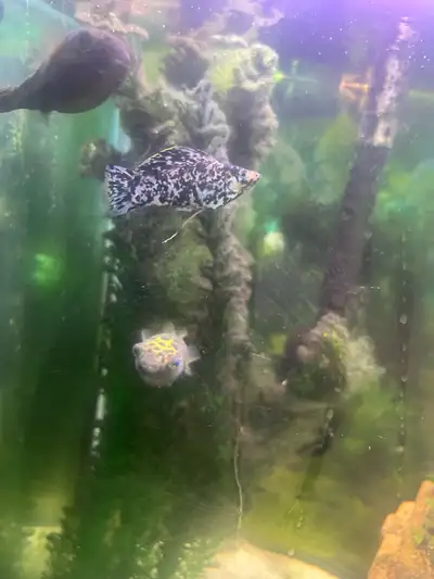 Dalmatian sailfin mollys, View more