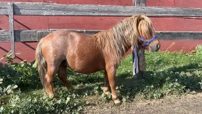 $200 or Best offer Red roan Mini stallion 4 years old 30 inches tall Picks up feet very well Friendl...