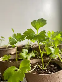 Assorted Seedlings