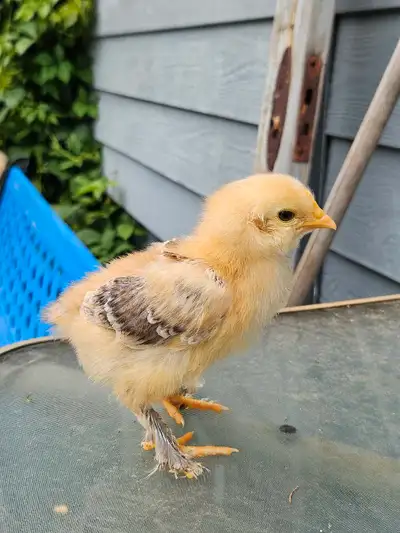 Cochin/Silkie Cross Chicks , View more