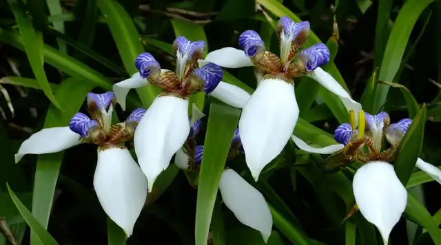 A magnificent and elegant orchid.