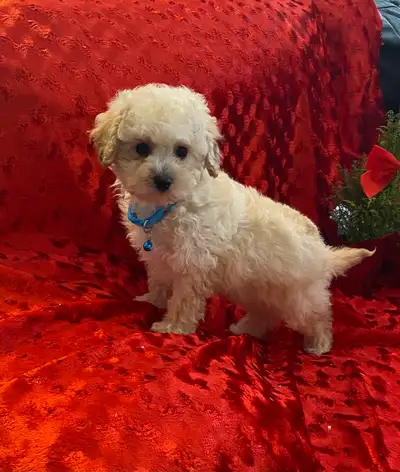 toy Poodle x bichon male puppy, View more