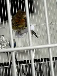 Male canary 