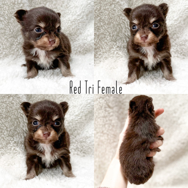 F1B PomChi Babies! in Dogs & Puppies for Rehoming in Nanaimo - Image 3