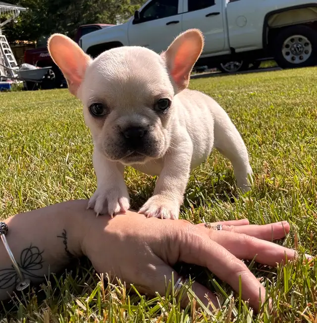 CKC registered French Bulldog Puppy in Dogs & Puppies for Rehoming in Markham / York Region - Image 4