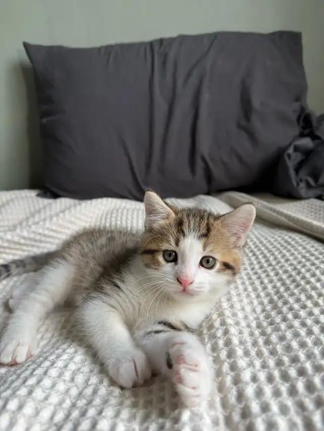 Chatons à vendre in Cats & Kittens for Rehoming in Longueuil / South Shore - Image 8