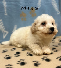 F1B Bichonpoo puppies (Delivert Available)