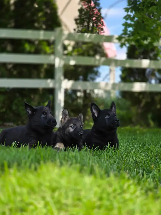 All Black& Sable Czech Line German Shepherd Puppies in Dogs & Puppies for Rehoming in Cornwall - Image 4