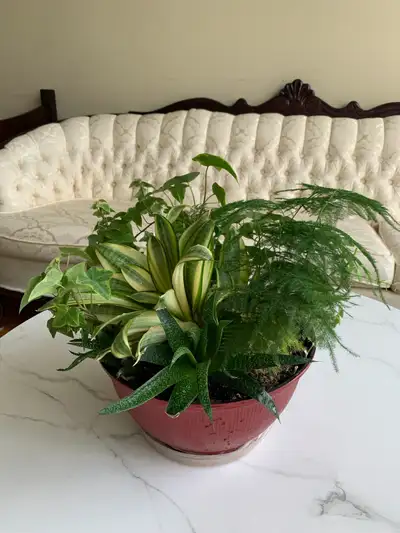 Indoor plants , View more