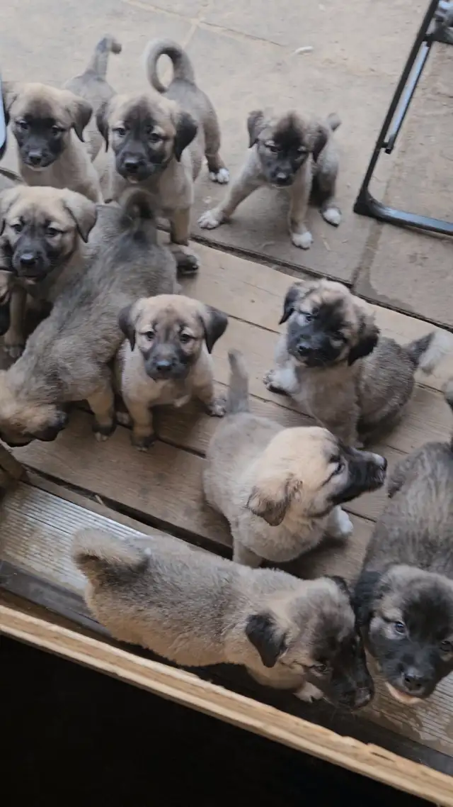 LGD Kangal Puppy's in Dogs & Puppies for Rehoming in Oshawa / Durham Region - Image 8