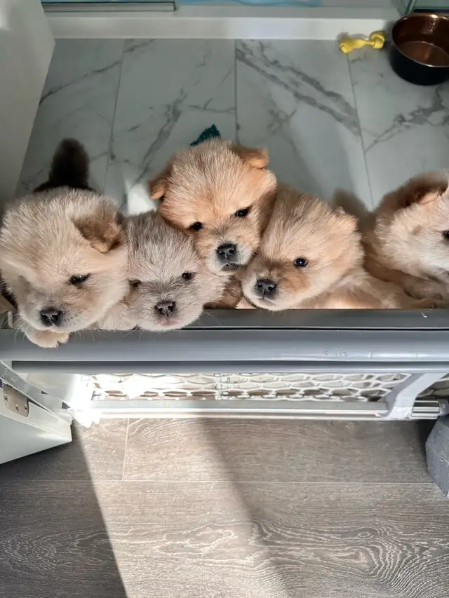 Chow Chow puppies Ready to go in Dogs & Puppies for Rehoming in Oakville / Halton Region - Image 5