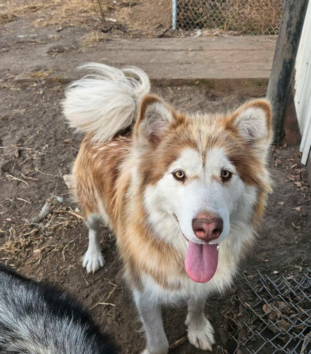 2 - 19 Month intact Alaskan Malamutes  in Dogs & Puppies for Rehoming in Edmonton