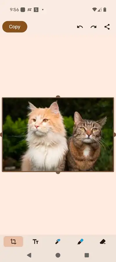 looking for free cat  stuff, View more