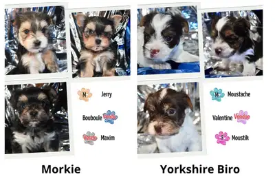 Magnifique Morkie et Yorkshire Biro (NÉGOCIABLE), View more