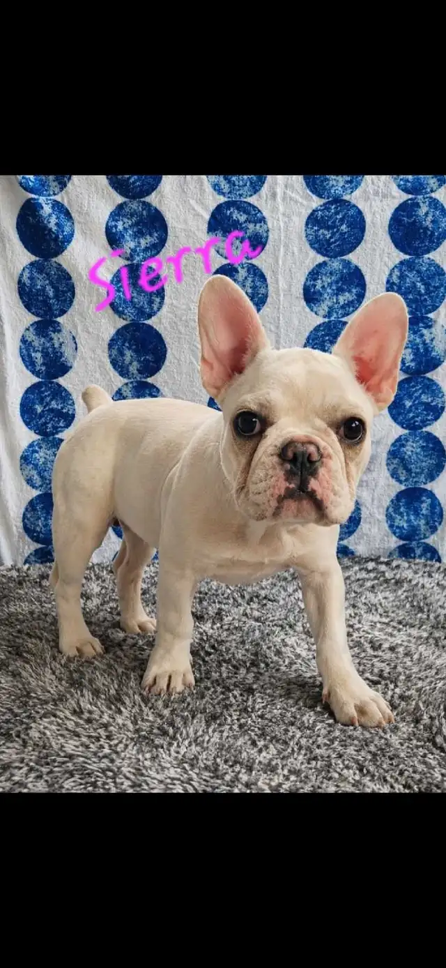 French Bulldog puppies CKC registered in Dogs & Puppies for Rehoming in City of Toronto - Image 3