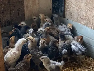 baby chicks , View more
