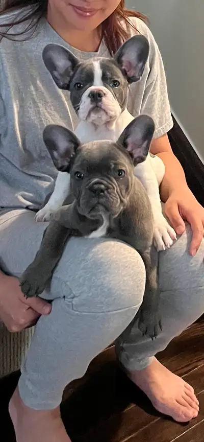 French bulldog cute puppies 12 weeks olds, View more